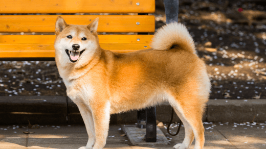 Shiba Inu Puppies Las Vegas: A Comprehensive Guide for Dog Lovers