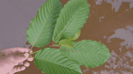 Green Elephant Kratom: Where to Find and How to Buy